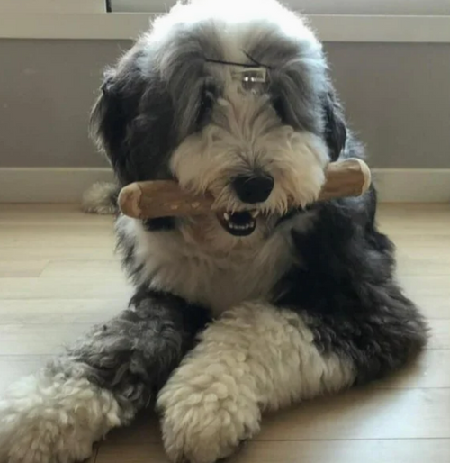 Bâton à Mâcher en Bois de Caféier – 100% Naturel