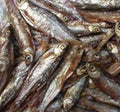 Sprats