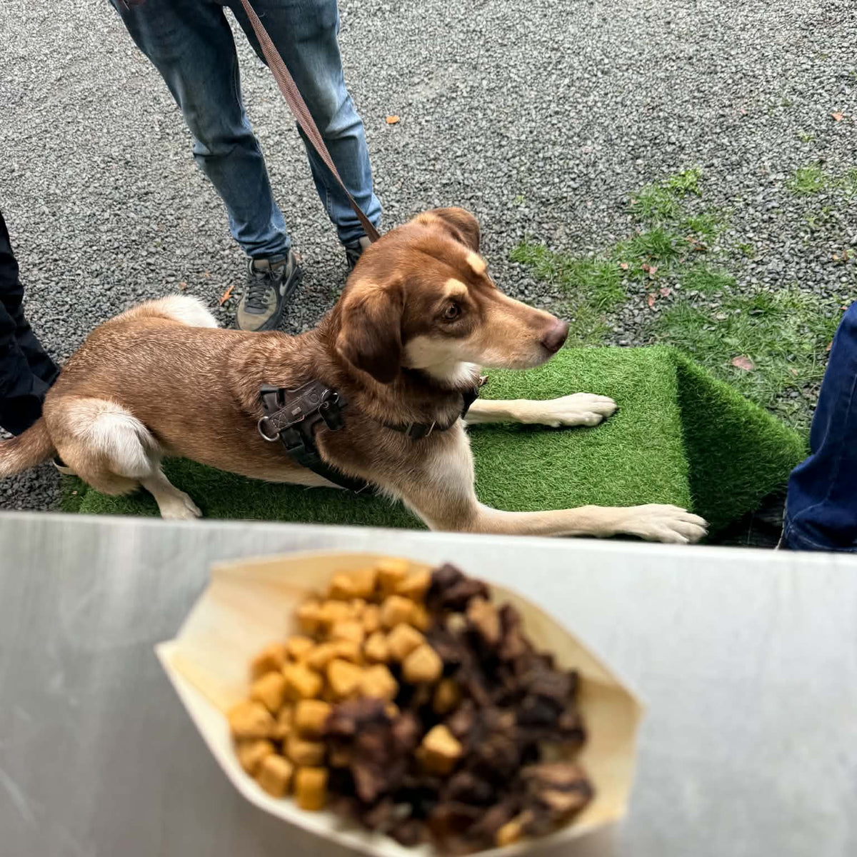 La Woof'Box Apéro d’Automne