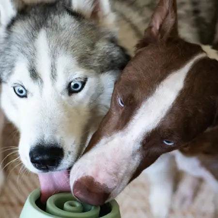 Yoomy "Lick bowl" - Gamelle d'occupation à compartiments